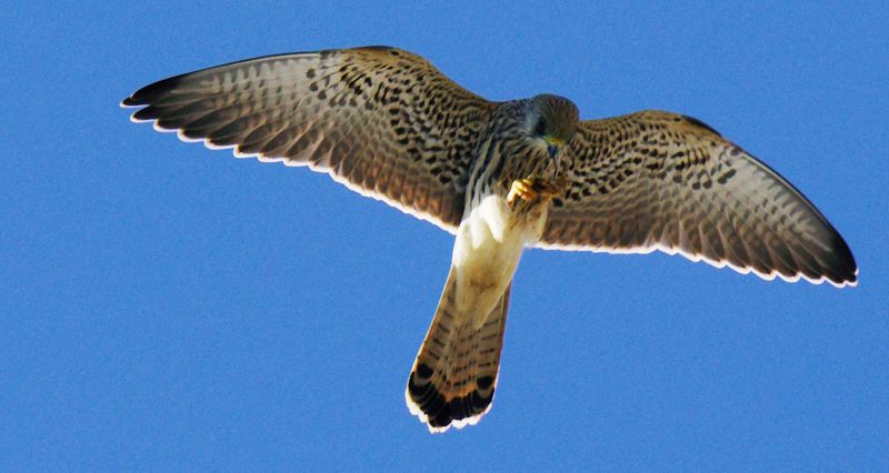 Ακροκόρινθος: Βραχοκιρκίνεζο (Falco tinnunculus) Ακροκόρινθος