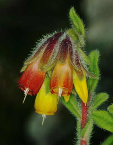 Onosma frutescens Μικρή Πελοπόννησος topoguide