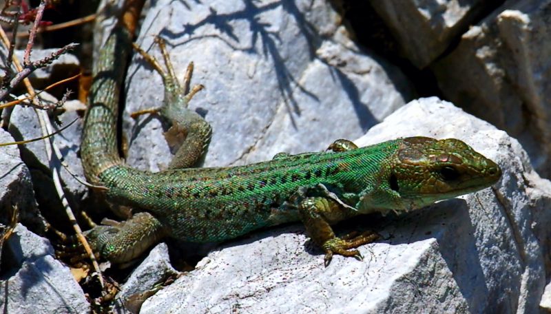 Ακροκόρινθος: Podarcis peloponnesiaca Ακροκόρινθος