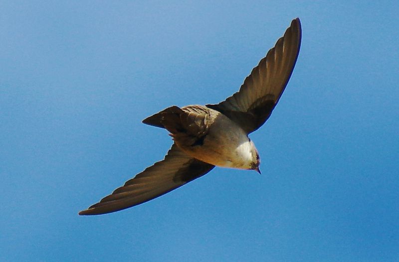 Ακροκόρινθος: Βραχοχελίδονο (Ptyonoprogne rupesrtis) Ακροκόρινθος