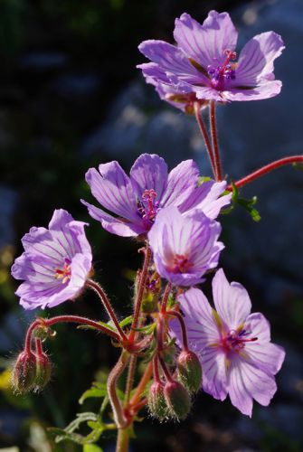 Geranium macrostylum Μικρή Πελοπόννησος: Κλωκός