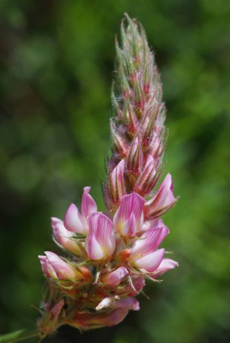 Onobrychis ebenoides Μικρή Πελοπόννησος: Κλωκός