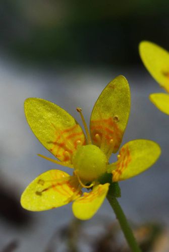 Saxifraga sibthorpii Μικρή Πελοπόννησος: Κλωκός