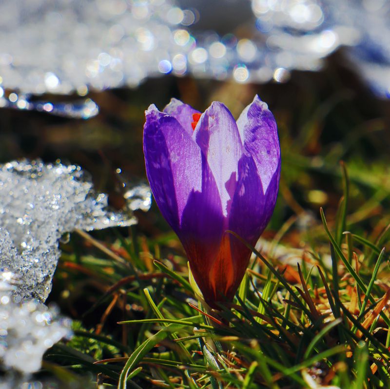 Κλωκός: Crocus nivalis, το πρώτο λουλούδι της χρονιάς στον Κλωκό Κλωκός