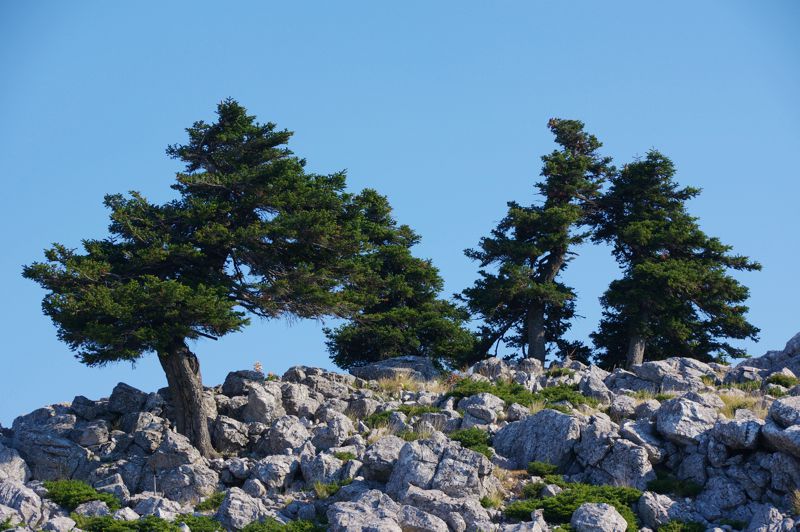 Ανάβαση στο Ζαγαρά: Λίγα στρεβλά έλατα στολίζουν την αστραποκαμένη ράχη της Μοτσάρας