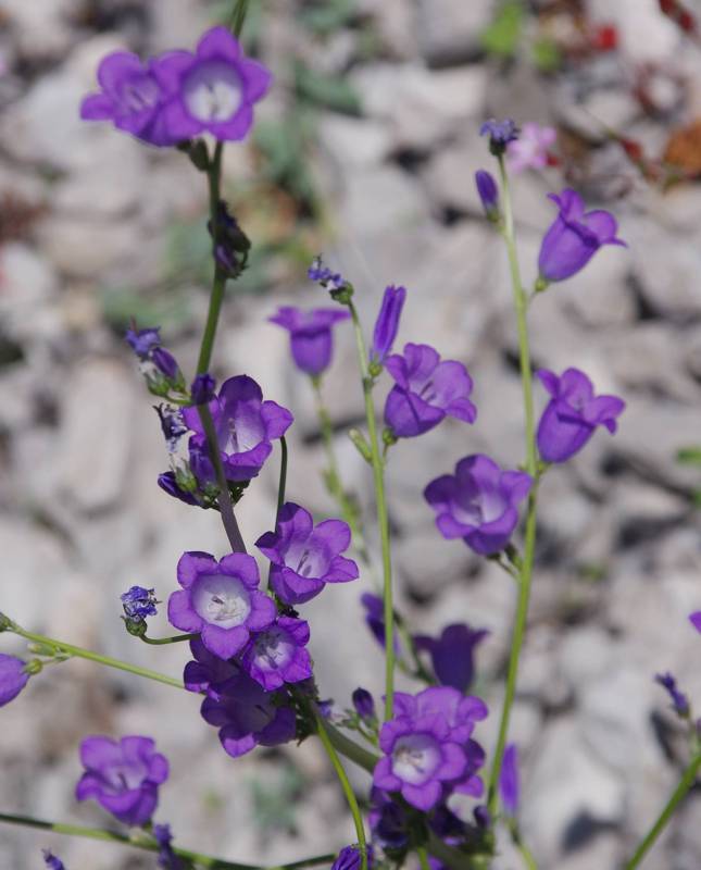 Mt Giona, Flora of Reka gorge: Campanula aizoon Mt Giona, Flora of Reka gorge: Campanula aizoon