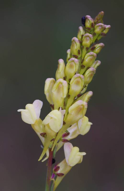 Mt Giona, Flora of Reka gorge: Linaria peloponnesiaca Mt Giona, Flora of Reka gorge: Linaria peloponnesiaca