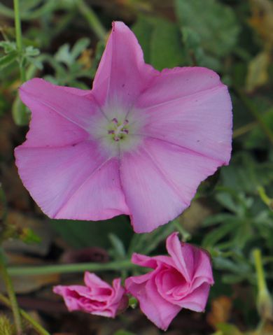 Convolvulus boissieri subsp. parnassicus Κτυπάς topoguide