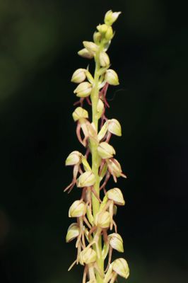 Orchis anthropophora Orchis anthropophora