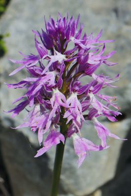 Orchis italica Orchis italica