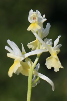 Orchis pauciflora Orchis pauciflora