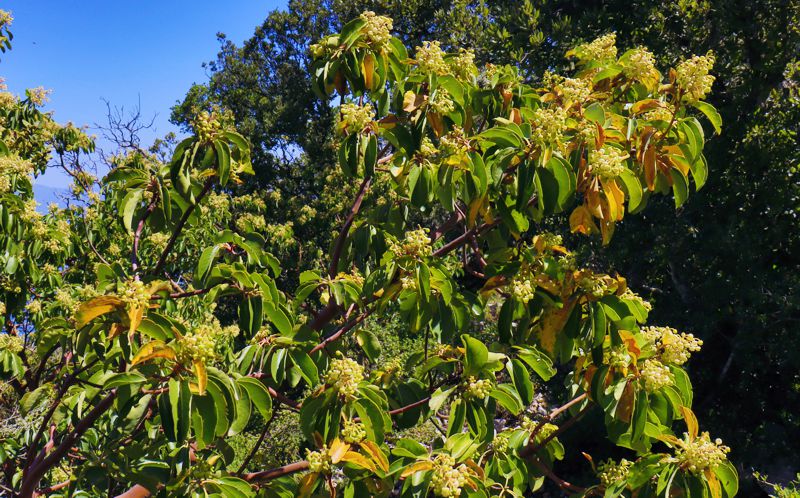 Κτυπάς: Arbutus andrachne Κτυπάς