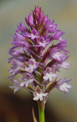 Anacamptis pyramidalis Anacamptis pyramidalis