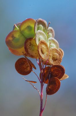 Biscutella didyma Biscutella didyma