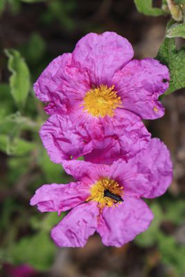 Cistus creticus Cistus creticus