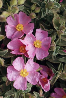 Cistus parviflorus Cistus parviflorus