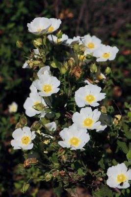 Cistus salviifolius Cistus salviifolius