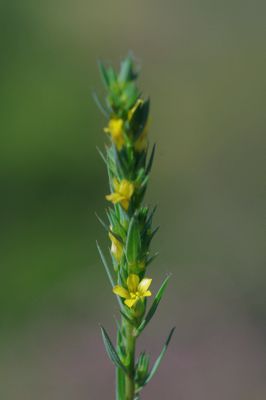 Linum strictum Linum strictum