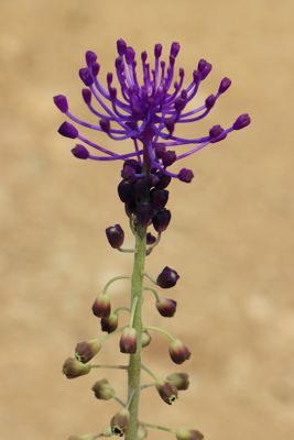 Muscari comosum Muscari comosum