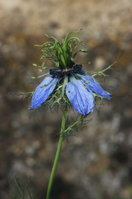 Nigella arvensis Nigella arvensis