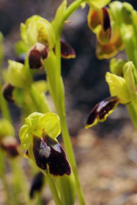 Ophrys calocaerina Ophrys calocaerina