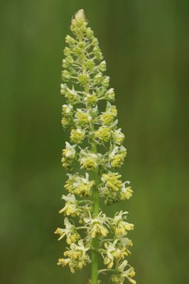 Reseda lutea Reseda lutea