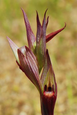 Serapias bergonii Serapias bergonii
