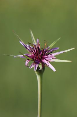 Tragopogon porrifolius Tragopogon porrifolius