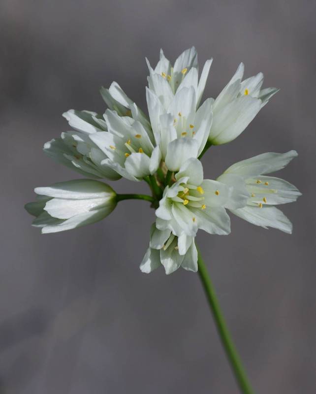 Flora of Mt Oeta: Allium phthioticum Oeta topoguide