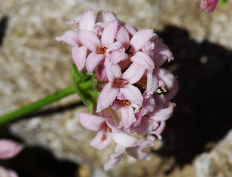 Flora of Mt Oeta: Asperula oetaea Oeta topoguide