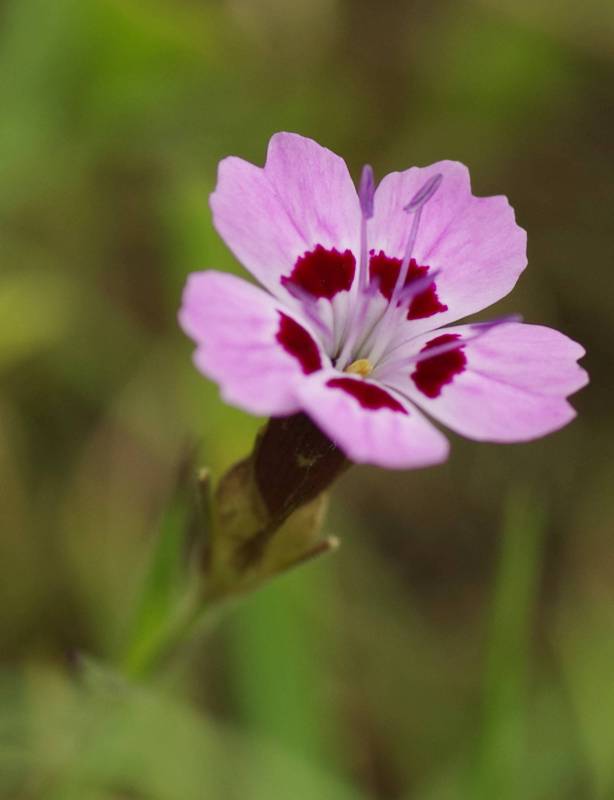 Flora of Mt Oeta: Dianthus tymphresteus Oeta topoguide