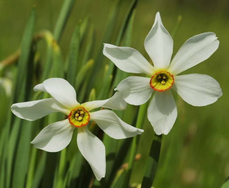 Flora of Mt Oeta: Νάρκισσος των ποιητών (Narcissus poeticus) Oeta topoguide