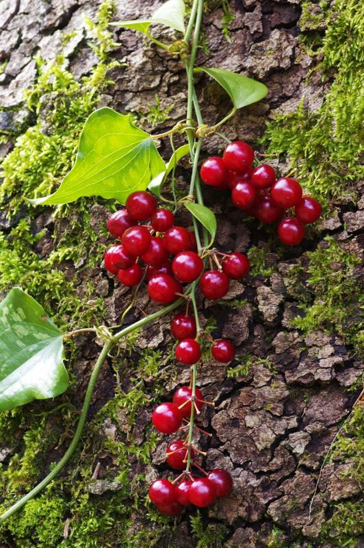 Eastern Pelion topoguide: Smilax aspera Eastern Pelion topoguide