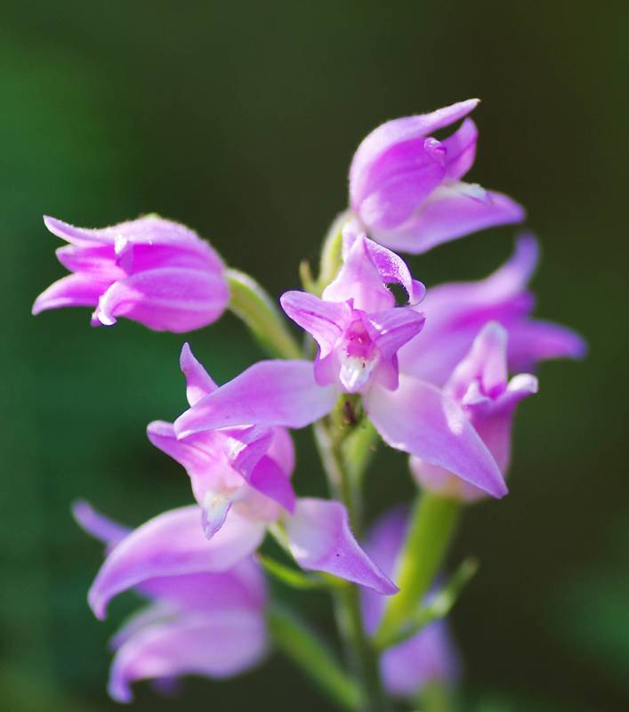 Λίμνη Πλαστήρα topoguide: Cephalanthera rubra Λίμνη Πλαστήρα topoguide