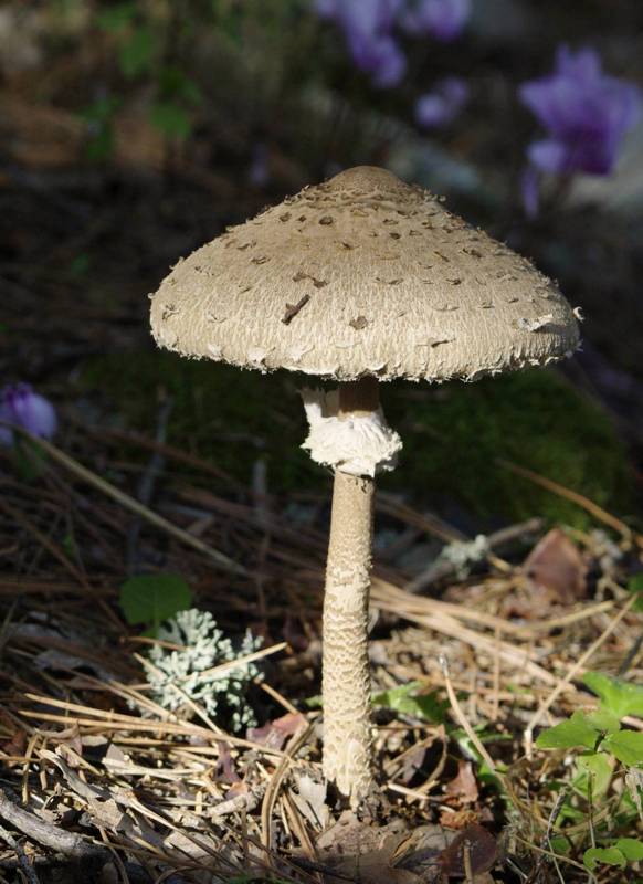 Λίμνη Πλαστήρα topoguide: Ζαρκαδίσιο (Macrolepiota_procera), ένα από τα πιο νόστιμα, πιο ασφαλή και πιο ... χορταστικά μανιτάρια Λίμνη Πλαστήρα topoguide