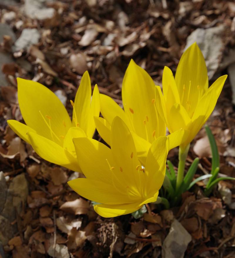 Λίμνη Πλαστήρα topoguide: Sternbergia lutea Λίμνη Πλαστήρα topoguide