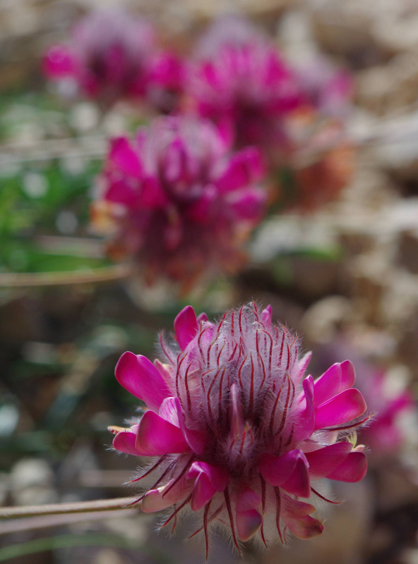 Mt Pelion