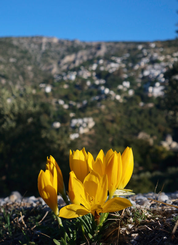 Pelion Routes: Η Διαδρομή των Χωριών