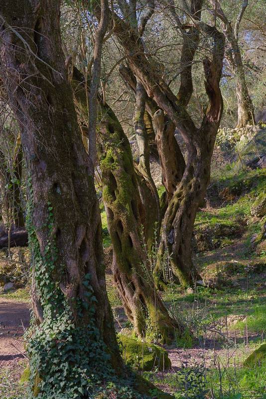 Corfu Trail