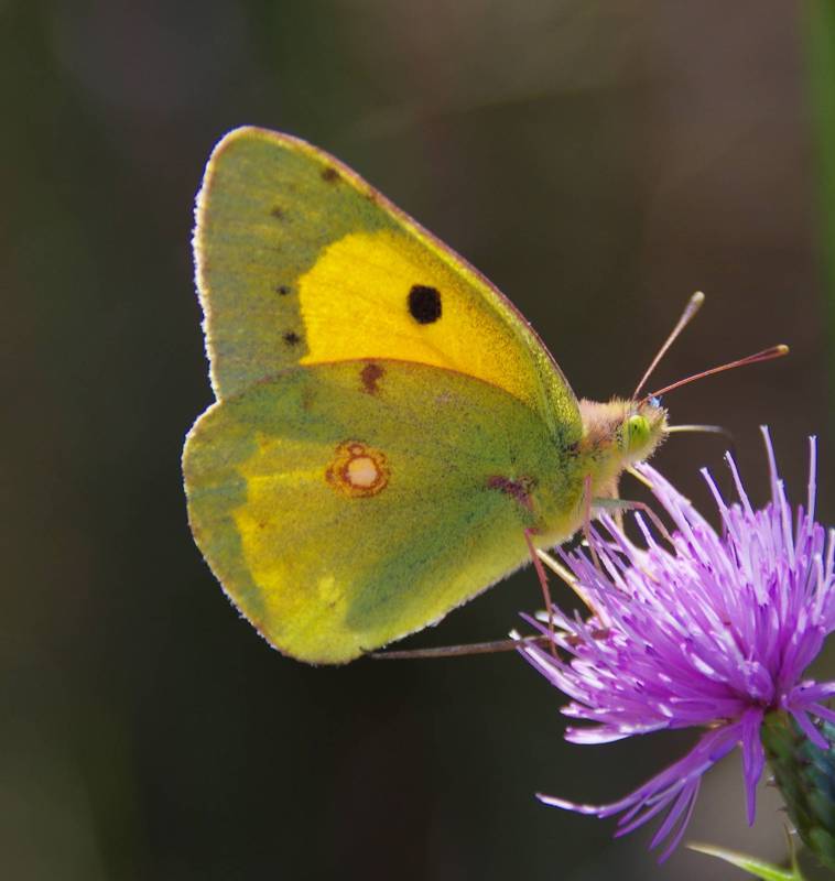 Corfu Trail: Colias croceus Corfu Trail