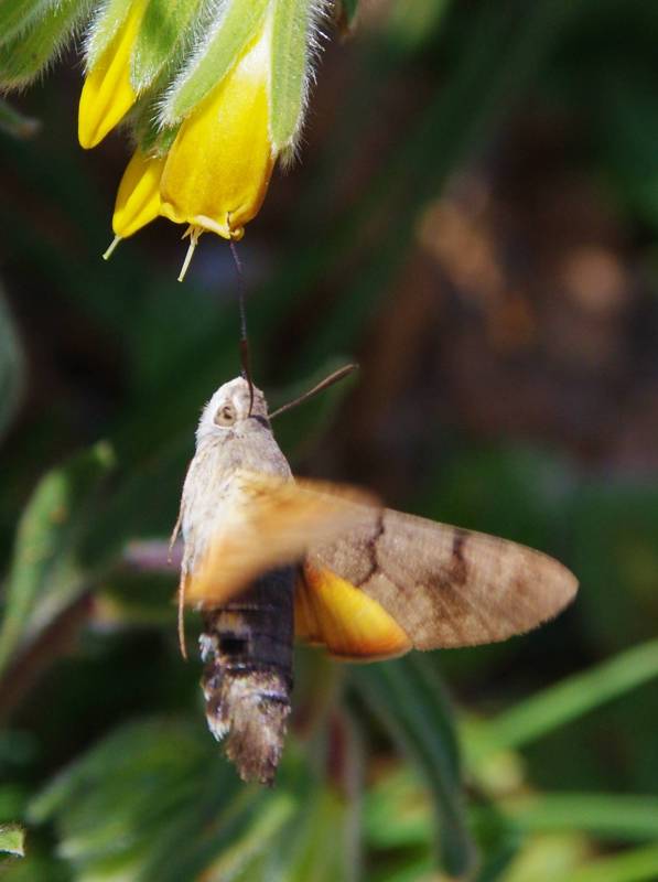 Corfu Trail: Macroglossum sellatarum Corfu Trail