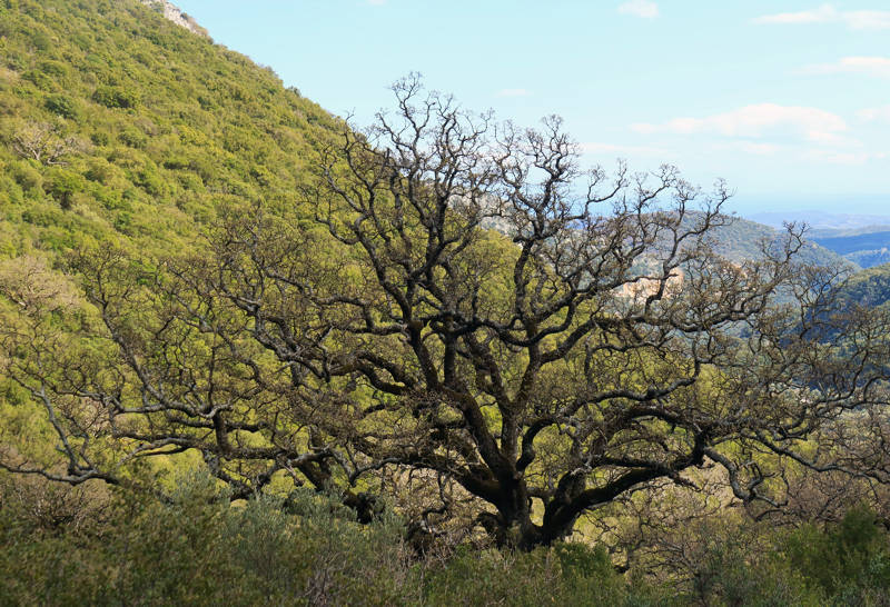 Ταΰγετος topoguide