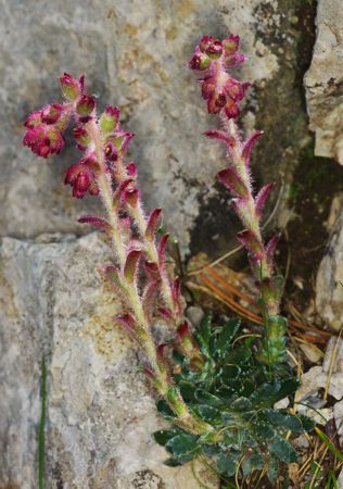 Epirus Trail: Οι σαξιφράγες