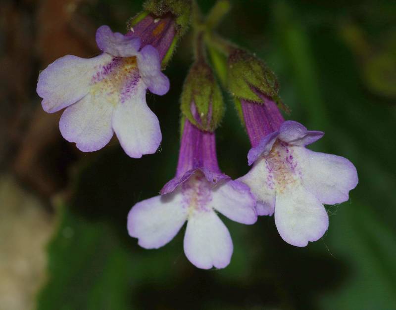 Nestos-Rodopi area: Haberlea rhodopensis