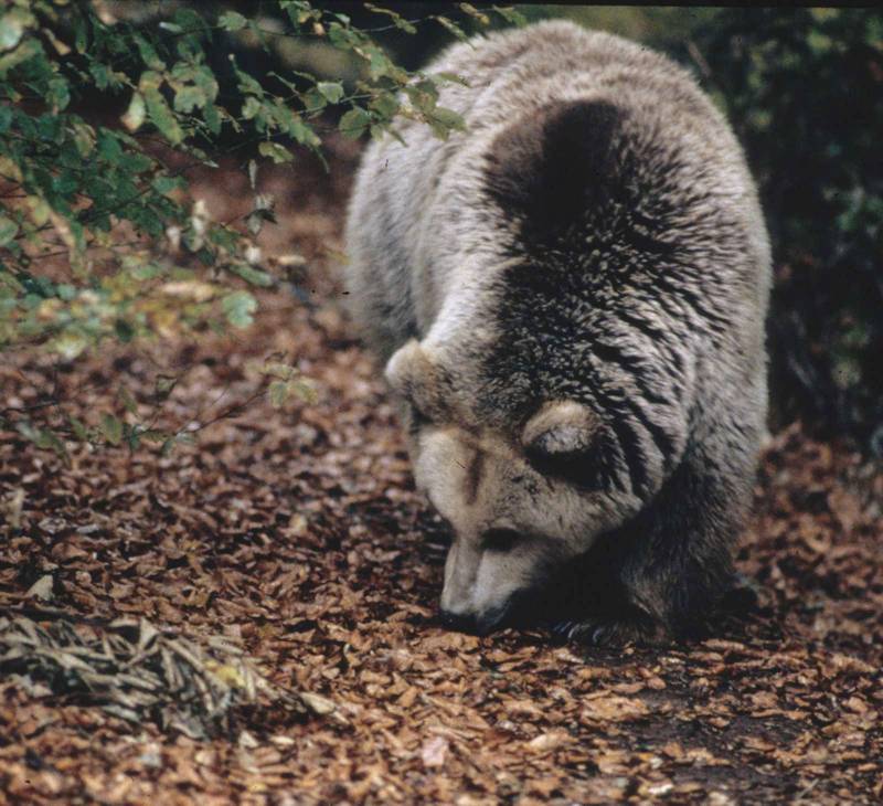 Nestos-Rodopi area: Brown Bear (Ursus arctos)