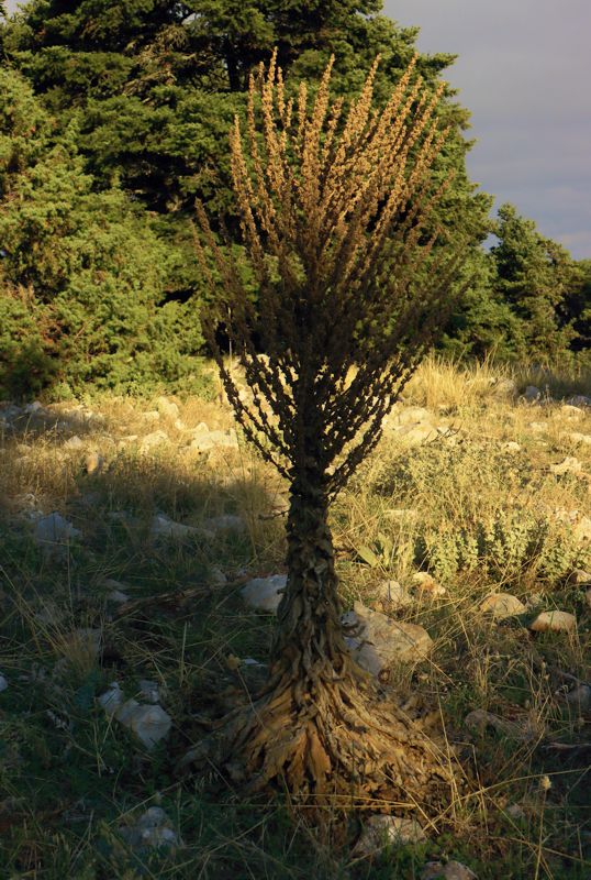 Ο22 Αγία Άννα-Άσκρη: Verbascum mallophorum Ο22 Αγία Άννα-Άσκρη: Verbascum mallophorum