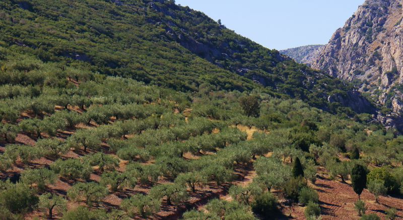 Ο22 Δίστομο-Κυριάκι: Ελαιώνες στη Στείριδα