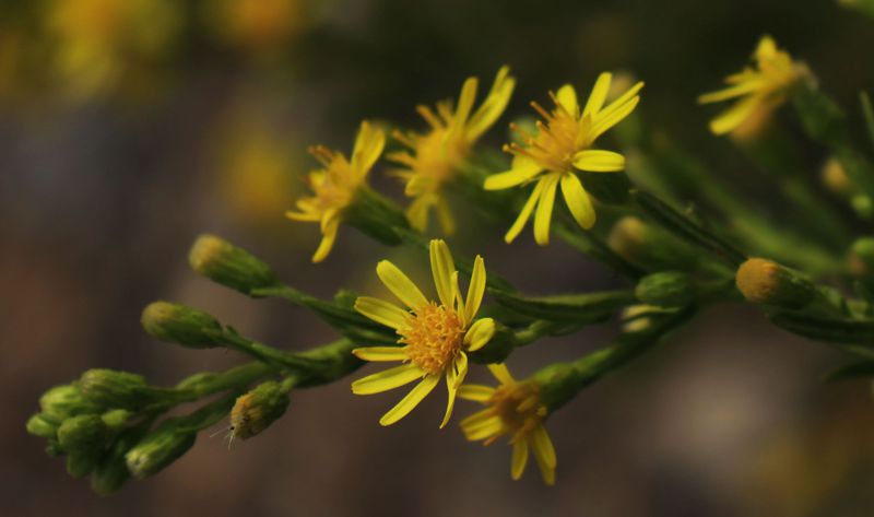 Ο22 Αγία Άννα-Άσκρη: Ditrichia viscosa