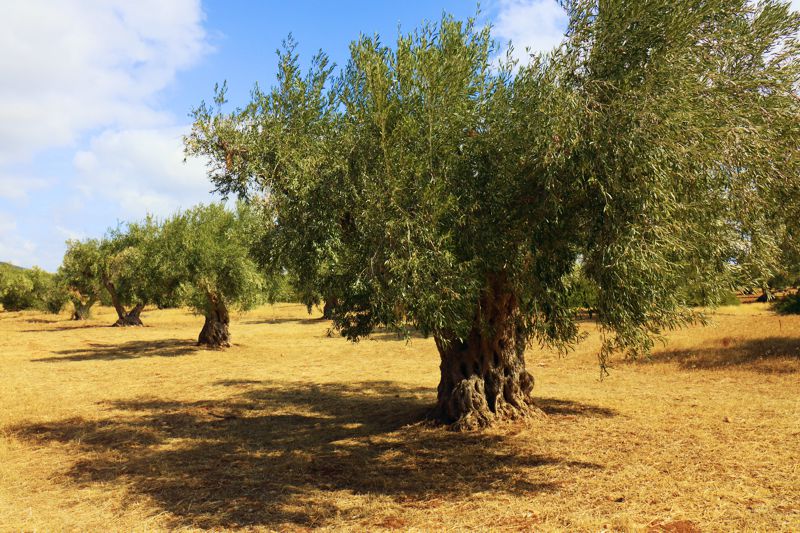 O22 Άσκρη-Ξηρονομή