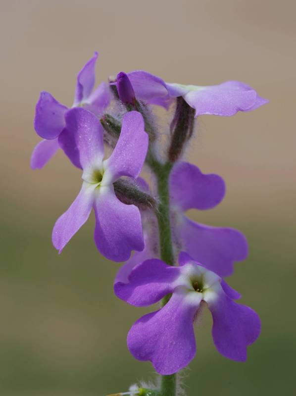 Chania topoguide: Mattthiola tricuspidata